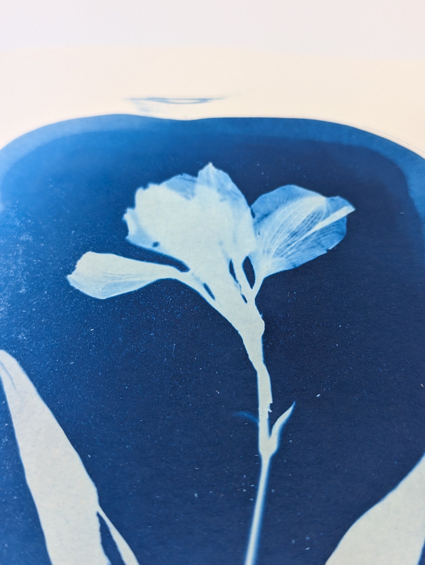 ORGANIC ALSTROEMERIA — Original Cyanotype Sun Print