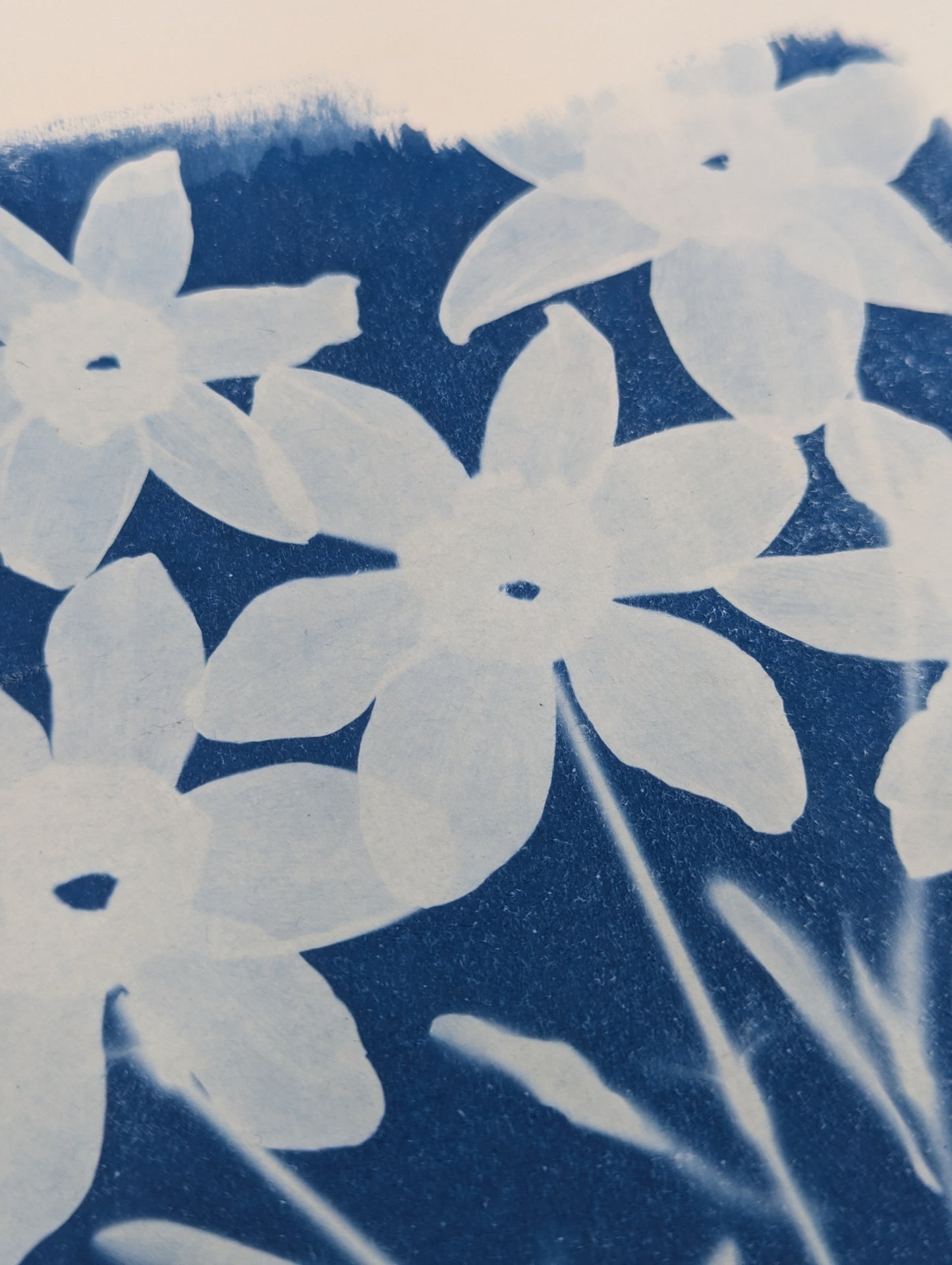 DAFFODIL — Original Cyanotype Sun Print