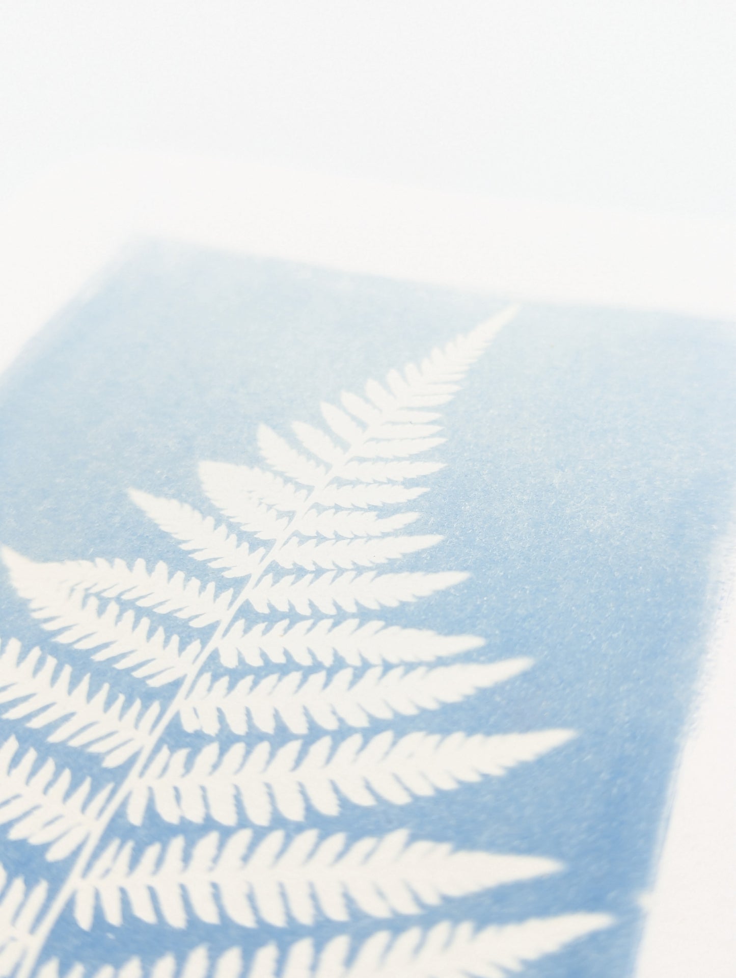Washed Fern