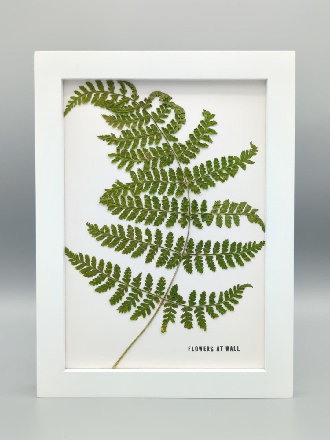Fern