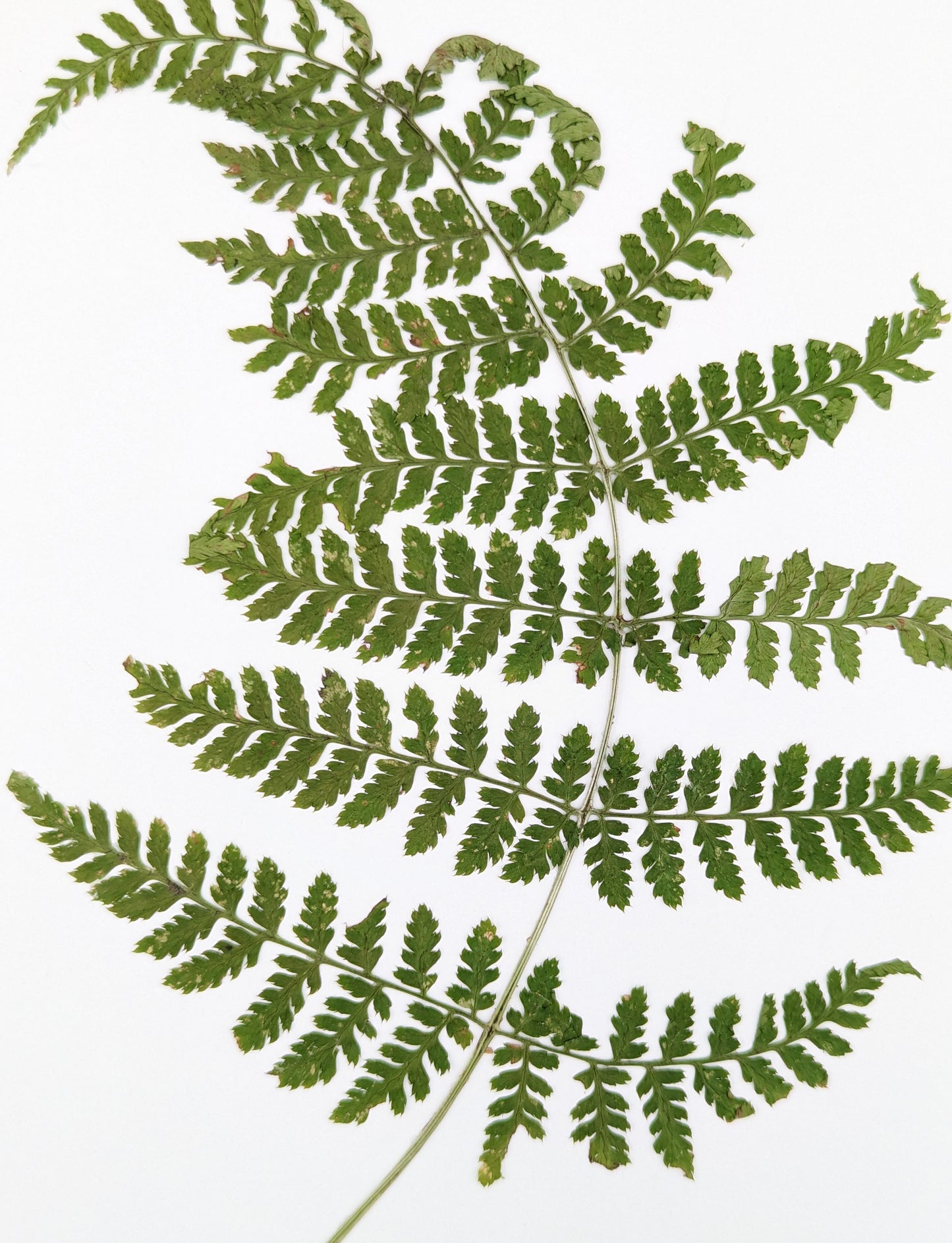 Fern