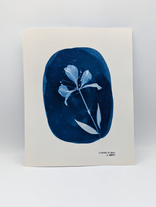 Cyanotype print of a flower on a white background