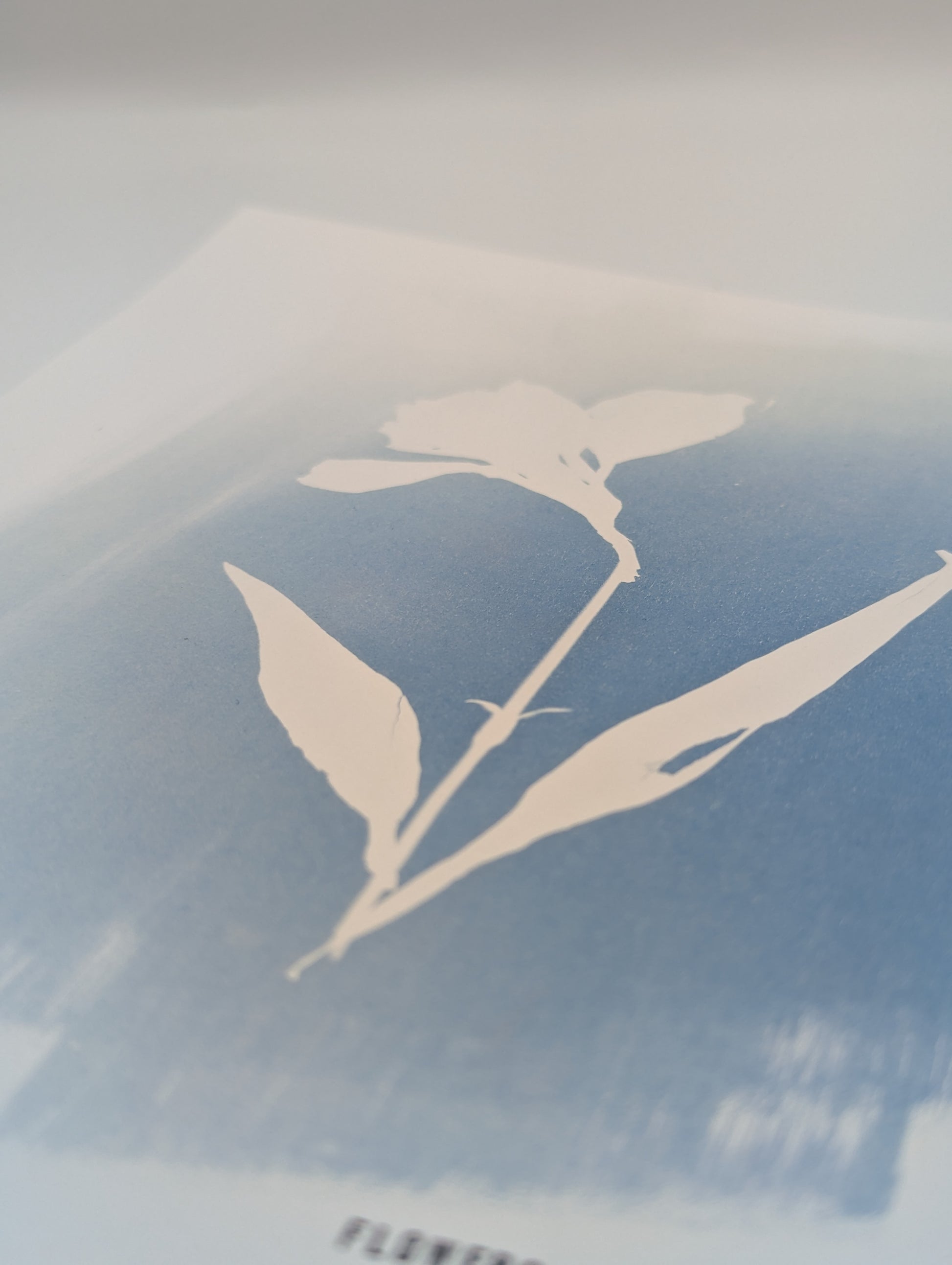 Silhouette of a plant on a blue background
