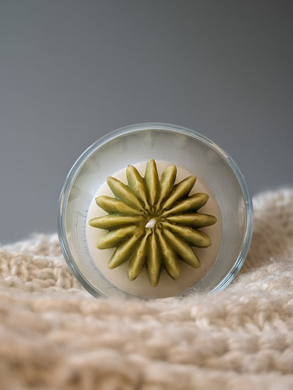 Cactus Succulent