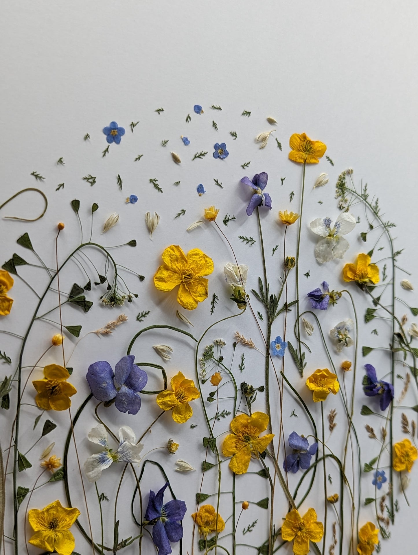 Arrangement of pressed flowers on a white background