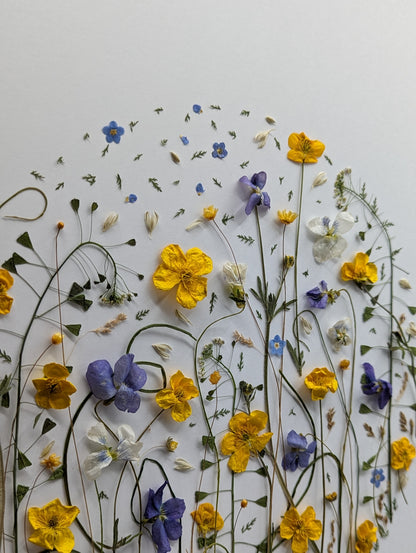 Arrangement of pressed flowers on a white background