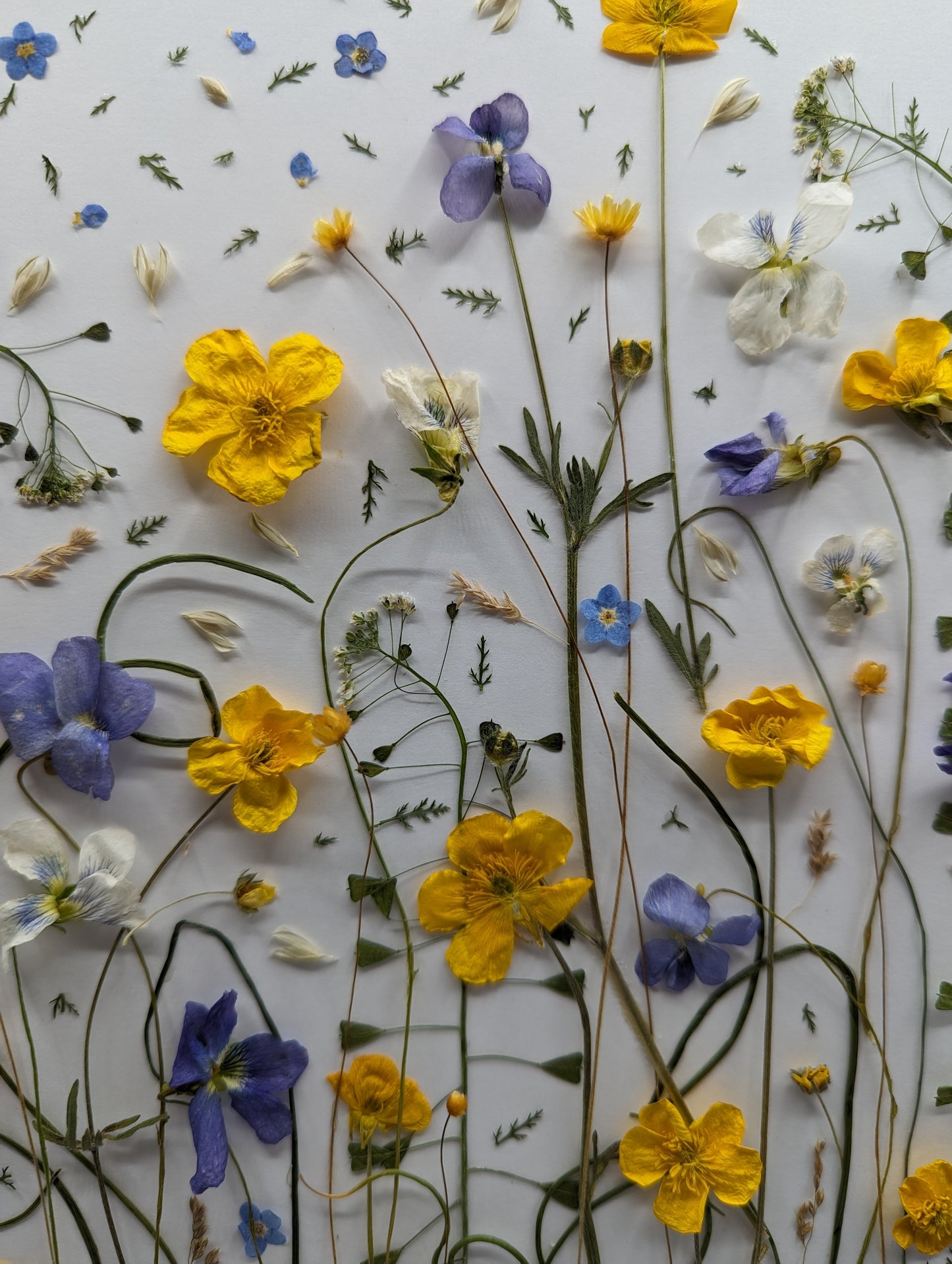 Pressed flowers including yellow, blue, and white varieties arranged on a white background.