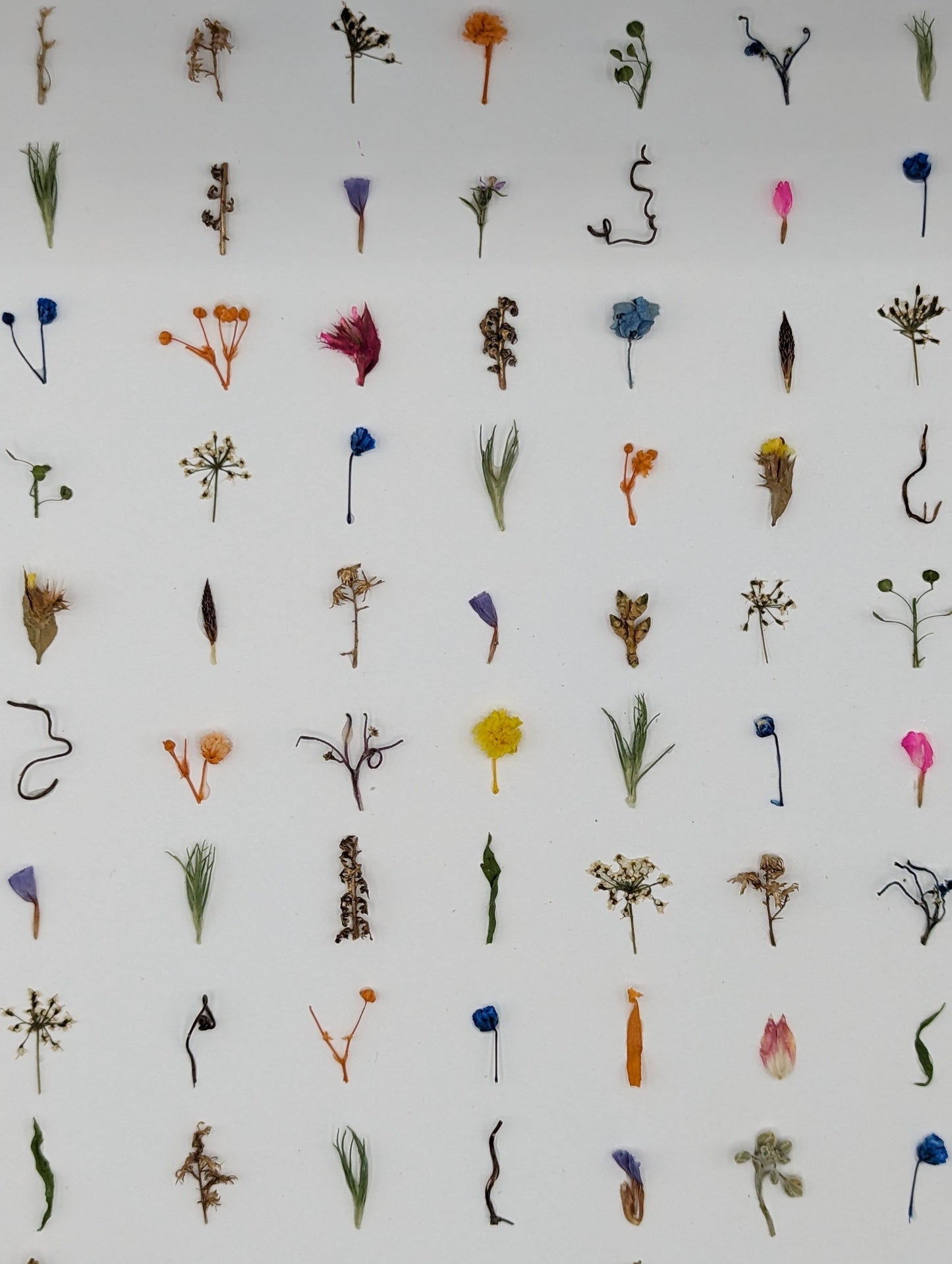 The Unnoticed — Original Botanical Artwork