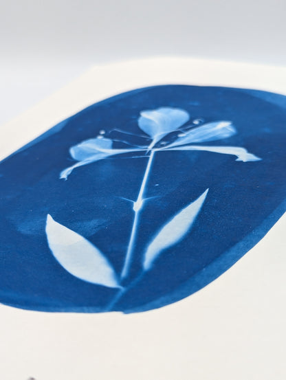 DARK BLUE ALSTROEMERIA — Original Cyanotype Sun Print