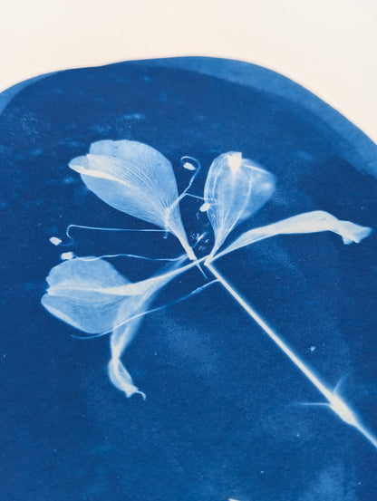 DARK BLUE ALSTROEMERIA — Original Cyanotype Sun Print