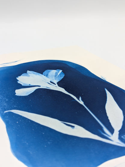 ORGANIC ALSTROEMERIA — Original Cyanotype Sun Print