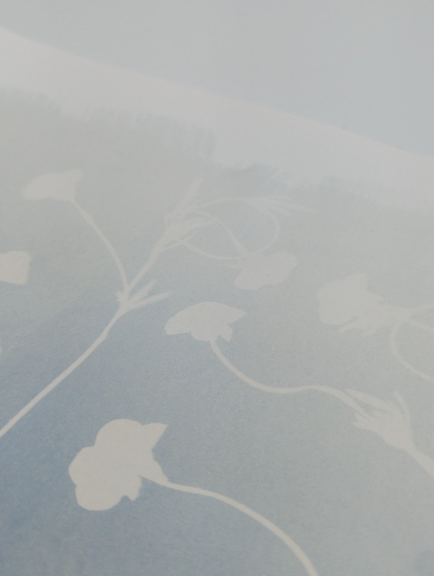 BUTTERCUP — Original Cyanotype Sun Print