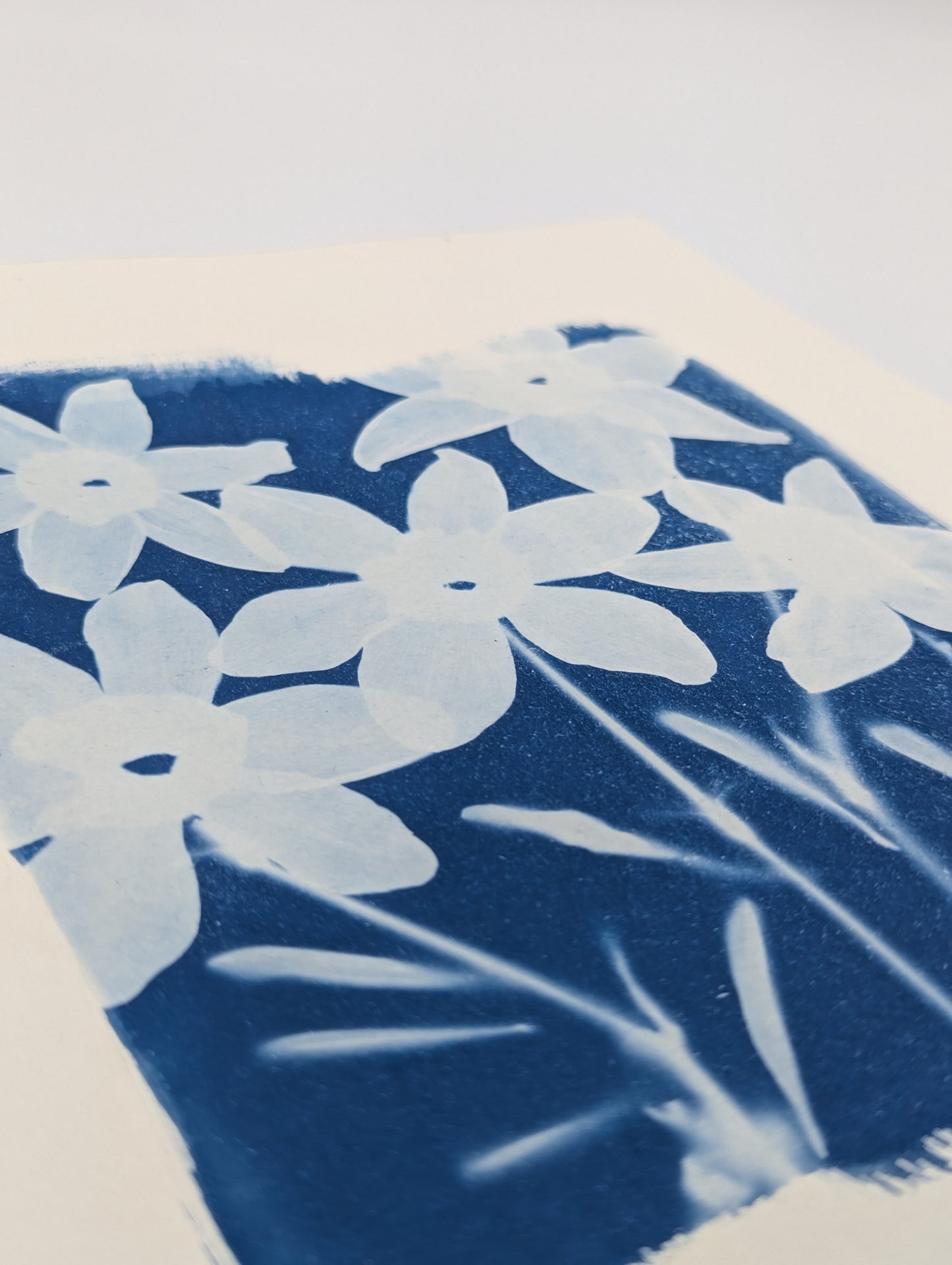 DAFFODIL — Original Cyanotype Sun Print