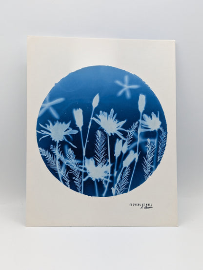 CHRYSANTHEMUM — Original Cyanotype Sun Print