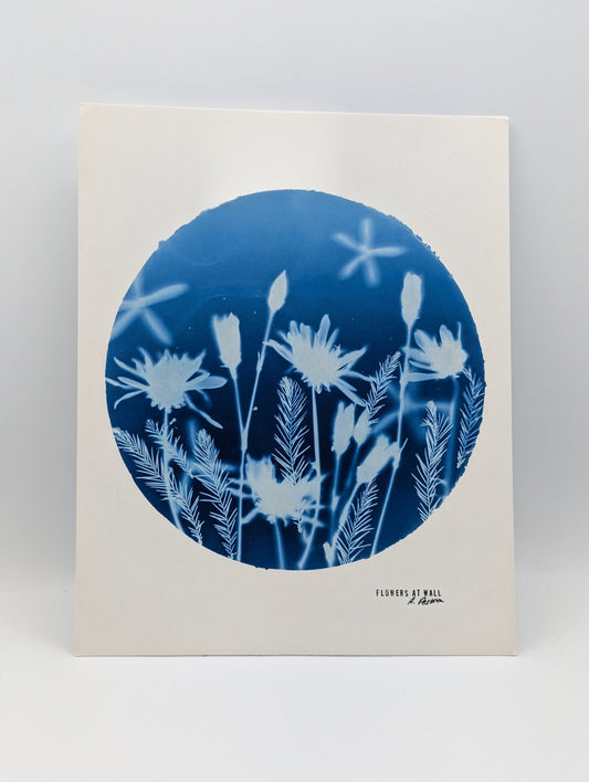 Chrysanthemum