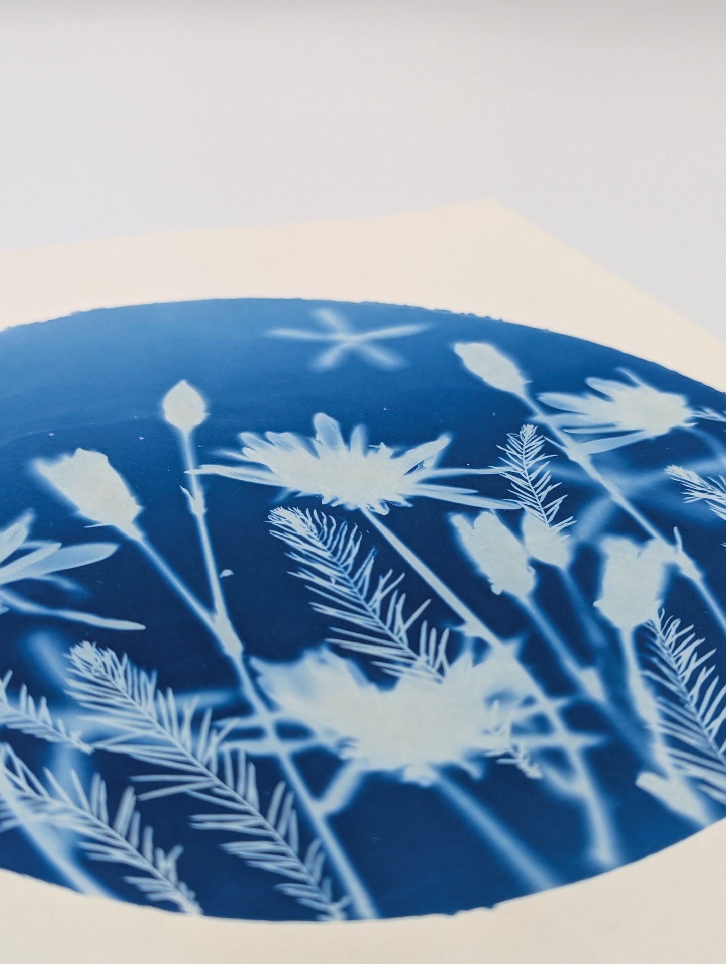 CHRYSANTHEMUM — Original Cyanotype Sun Print