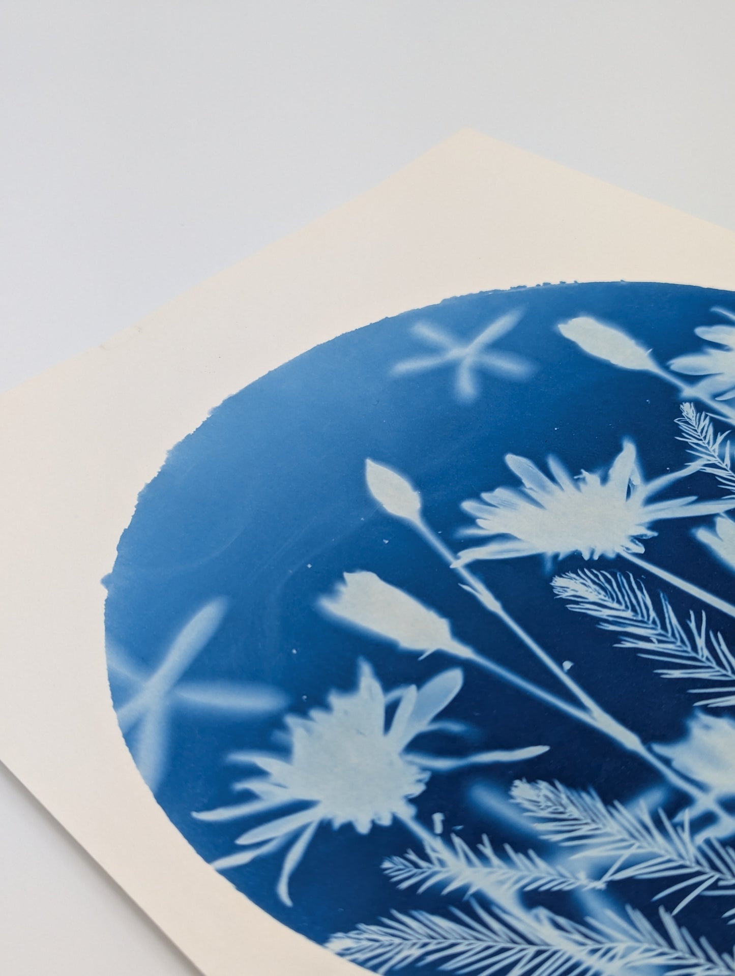 CHRYSANTHEMUM — Original Cyanotype Sun Print