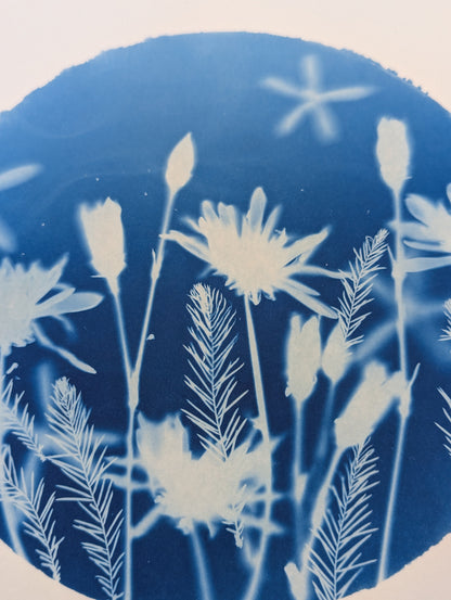 CHRYSANTHEMUM — Original Cyanotype Sun Print