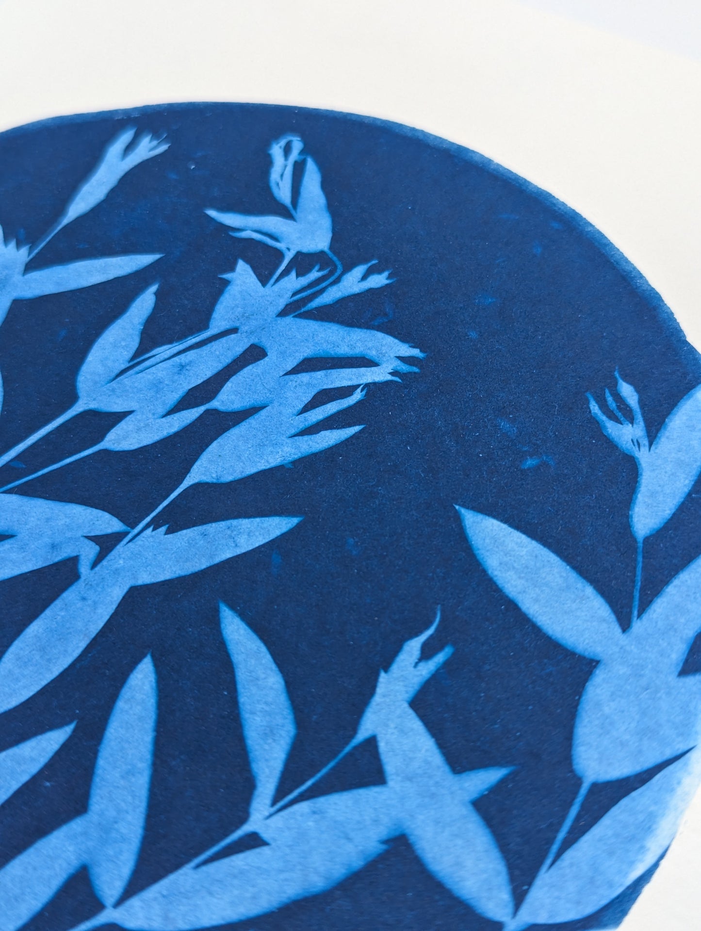 EUCALYPTUS — Original Cyanotype Sun Print