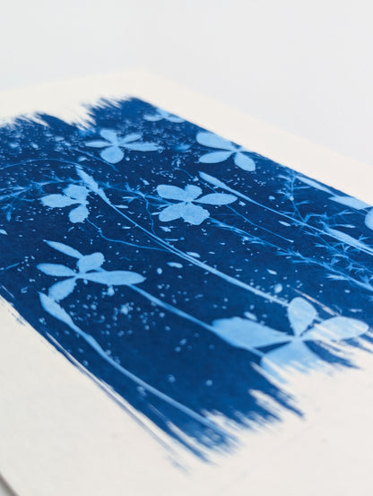 SOFT HYDRANGEAS — Original Cyanotype Sun Print