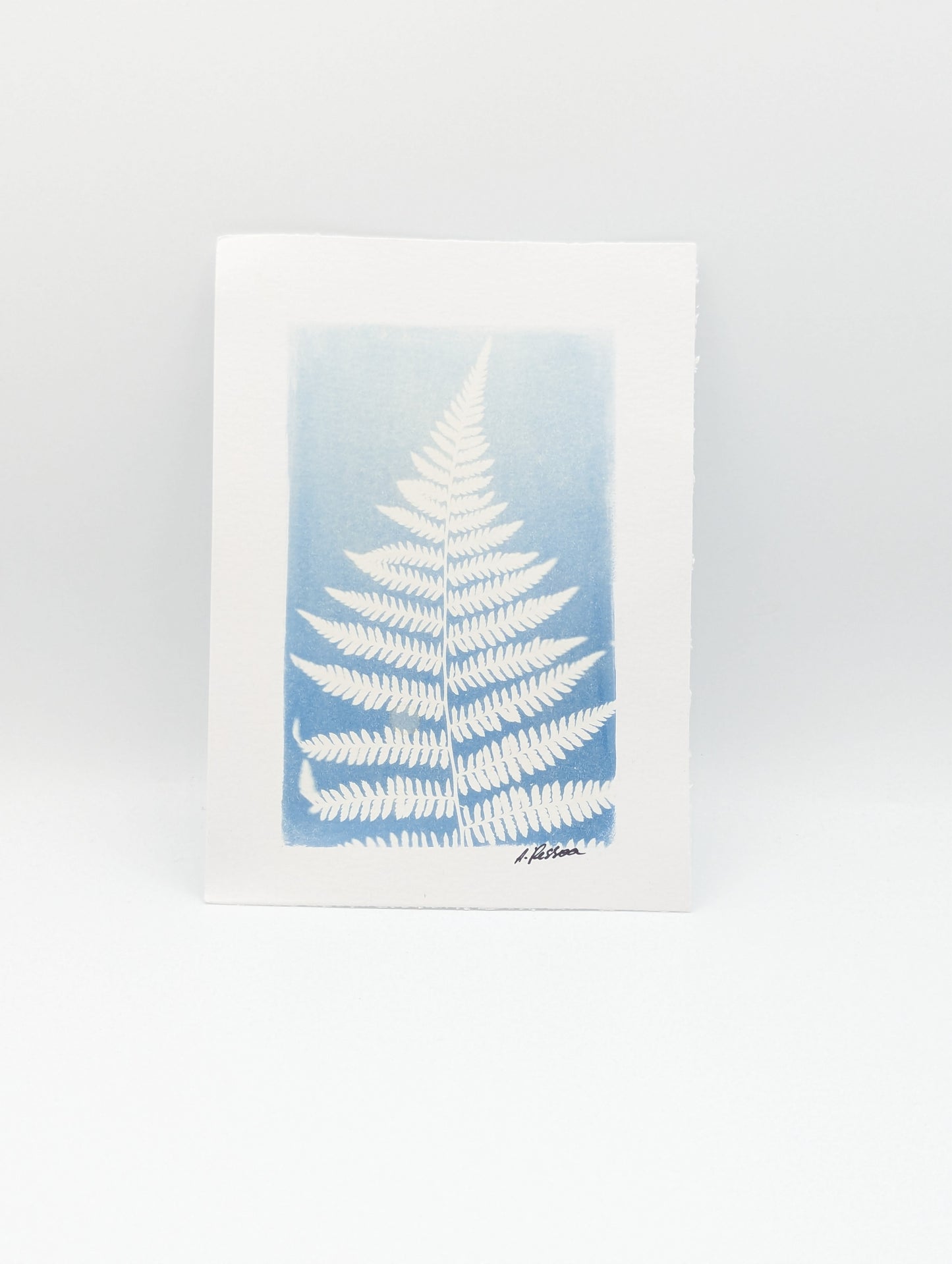 Washed Fern
