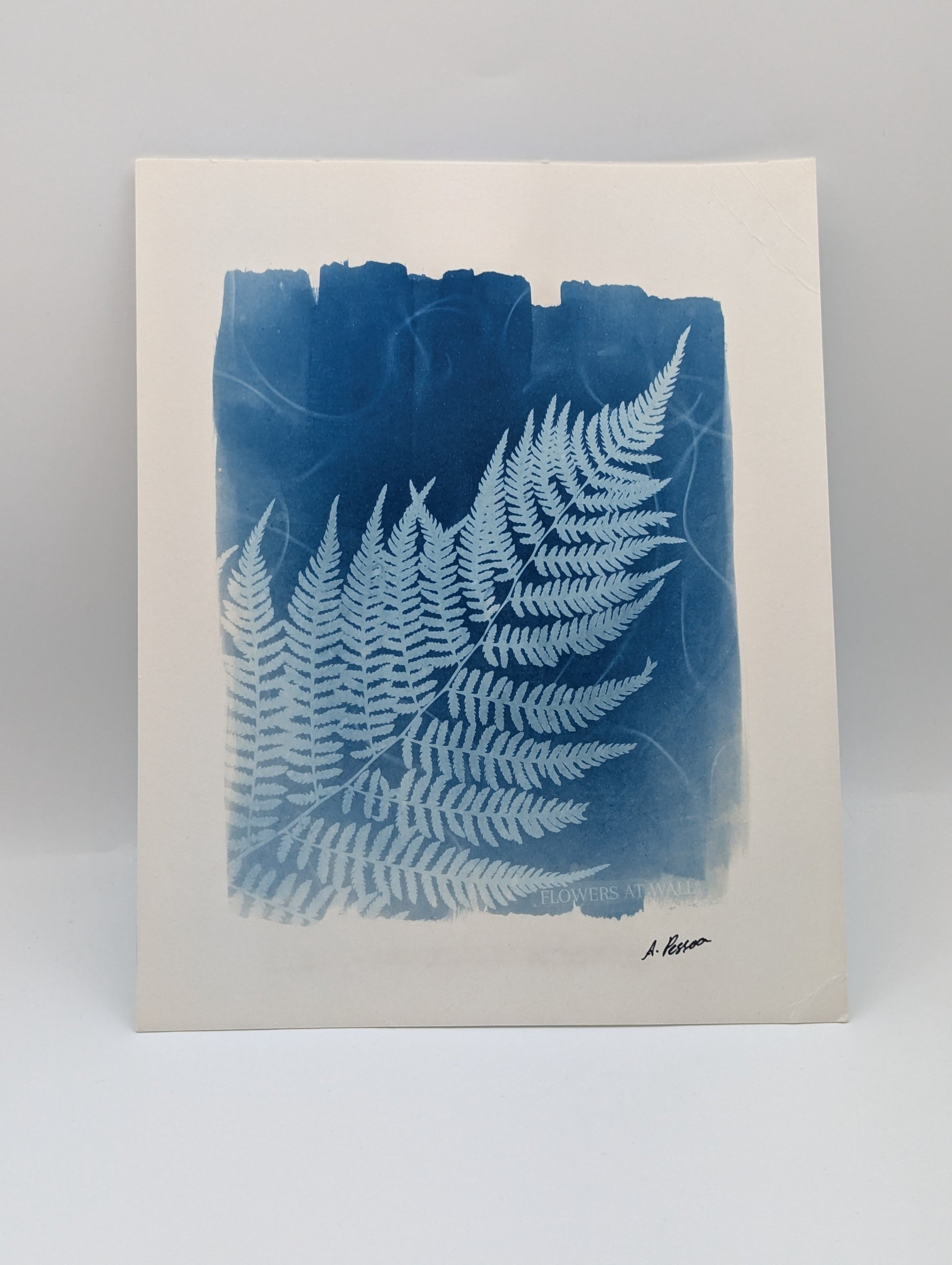 Cyanotype print of a fern on a white background