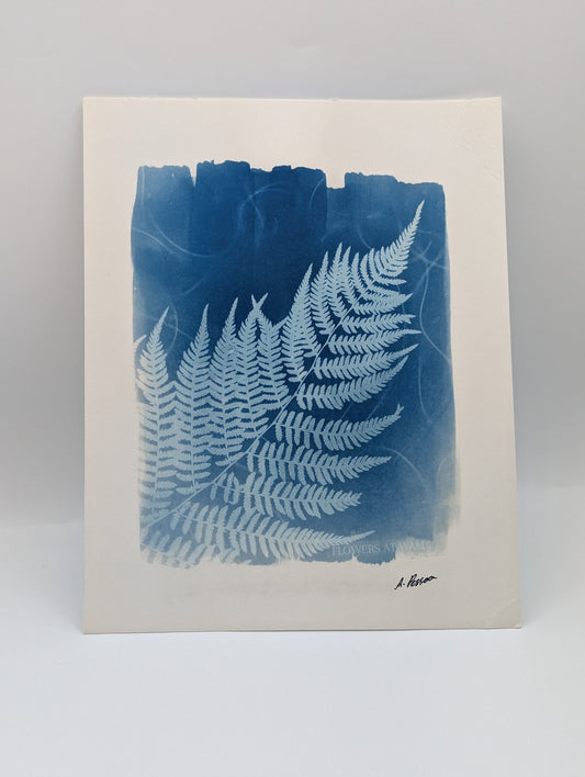 Cyanotype print of a fern on a white background