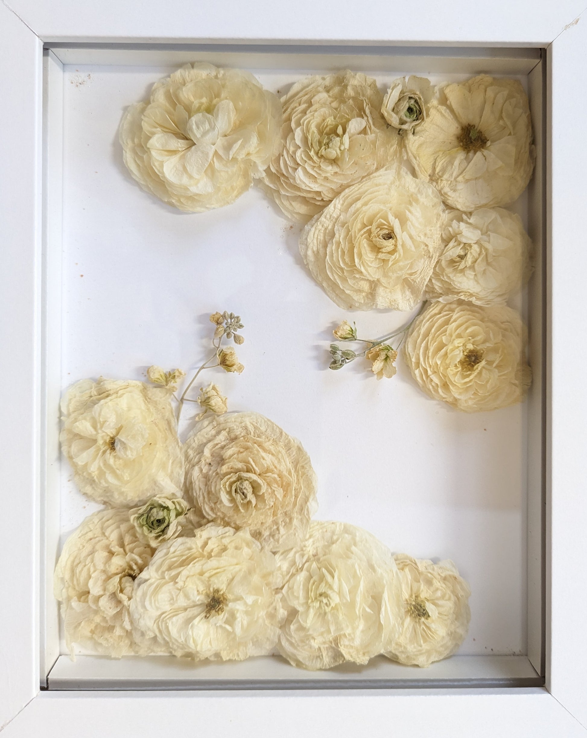 Framed arrangement of pressed flowers on a white background