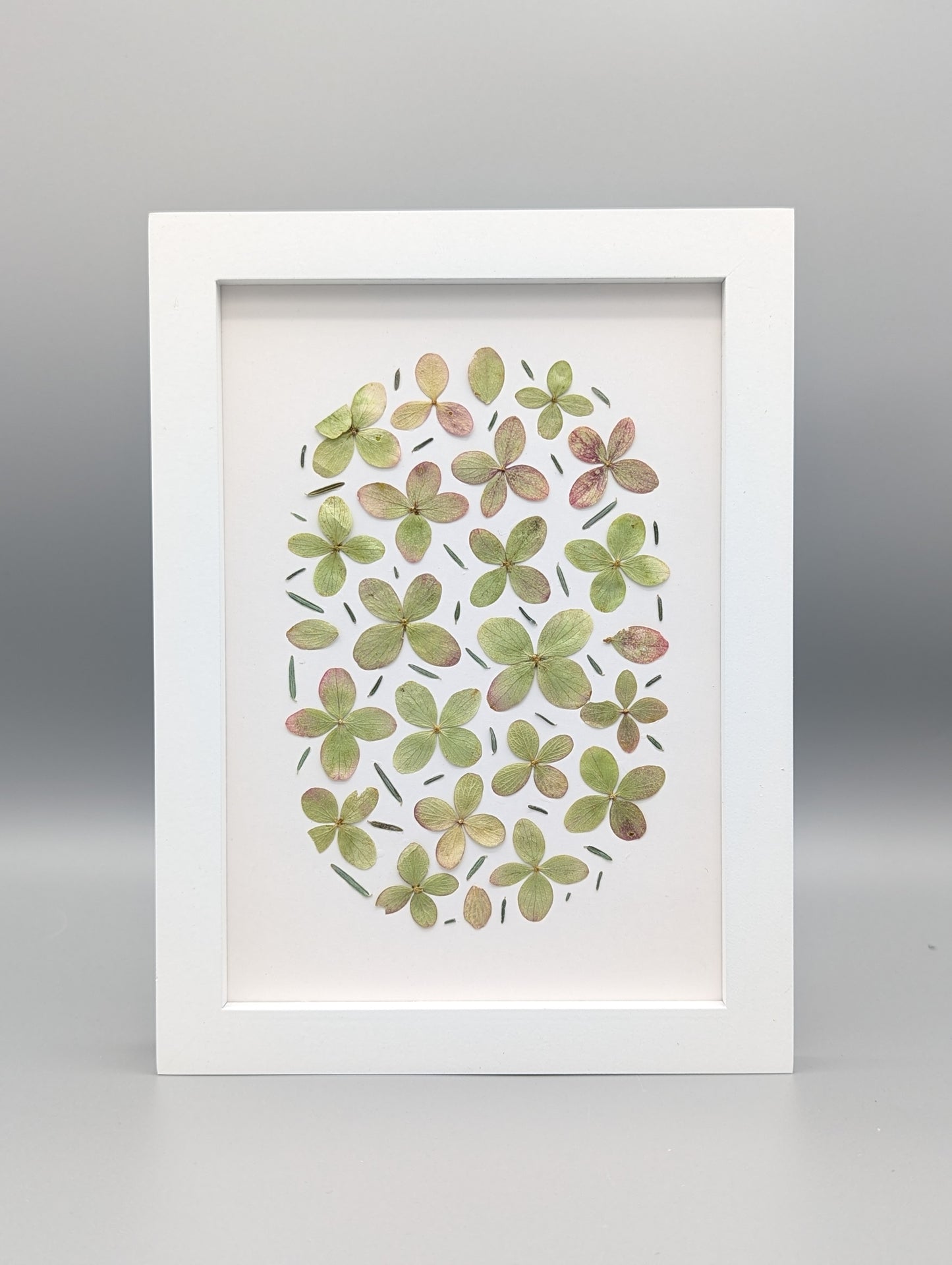 Oval Hydrangea