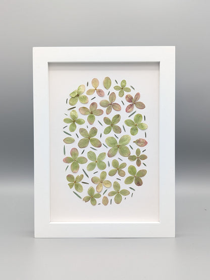 Oval Hydrangea