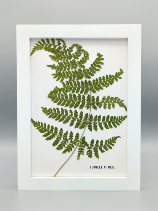 Fern